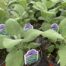 Potted Organic Herb -  Sage