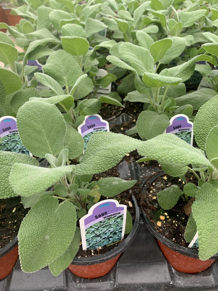 Potted Organic Herb -  Sage