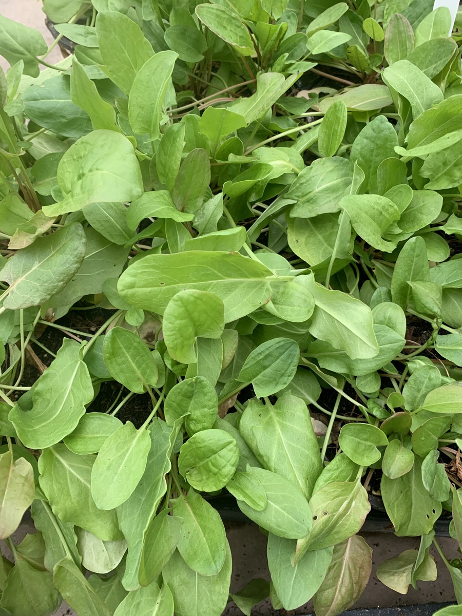 Potted Organic Herb -  Sorrel