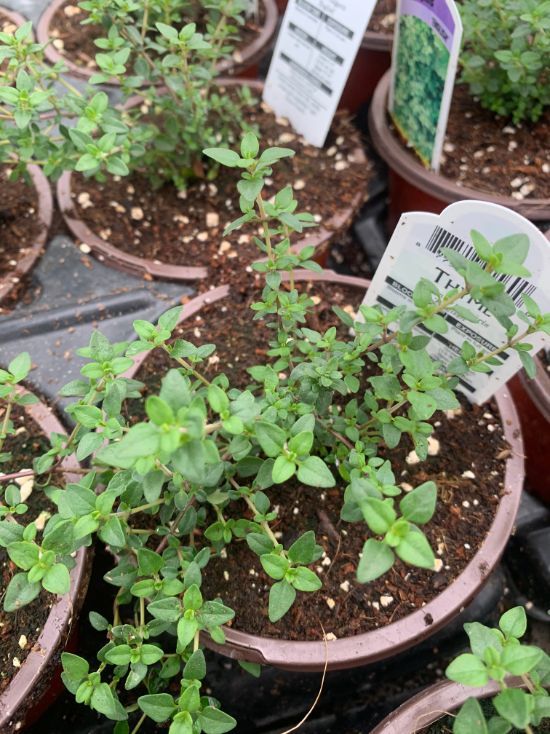 Potted Organic Herb - Thyme