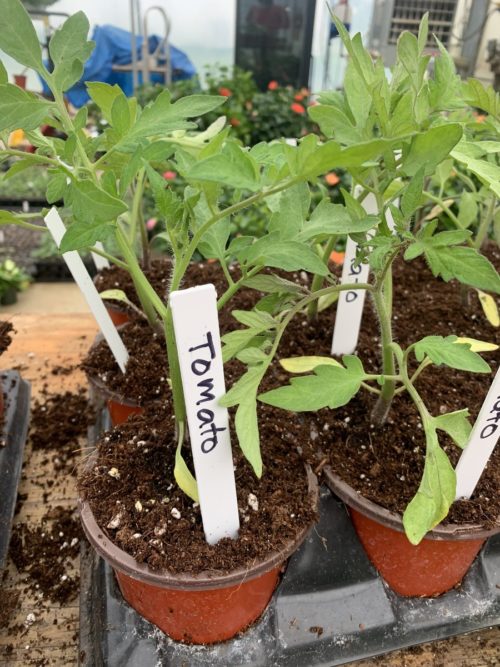 Veg -Tomato Organic - Red (4  inch pot)