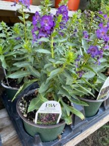 blue snapdragon
