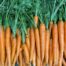 carrots