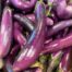 eggplant ichiban