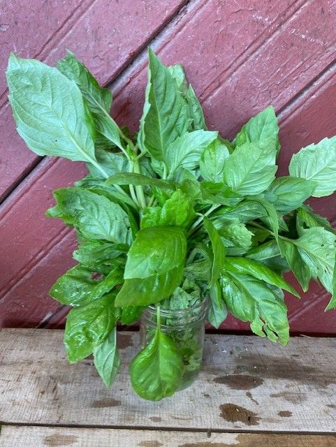 herb basil