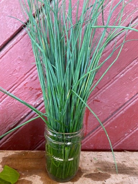 herb chives