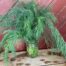 herb dill