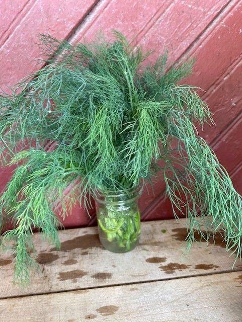 herb dill