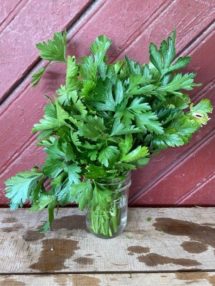 herb flat parsley