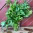 herb flat parsley