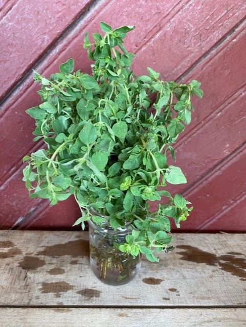 herb oregano