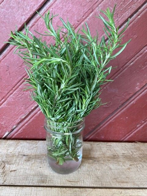 herb rosemary