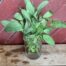 herb sage