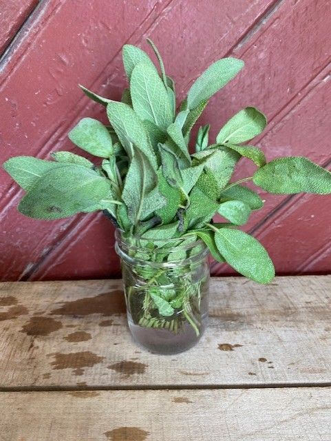 herb sage