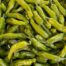 peppers shishito 2