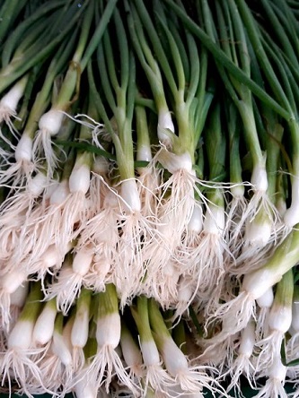 scallions