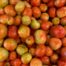 tomatoes field