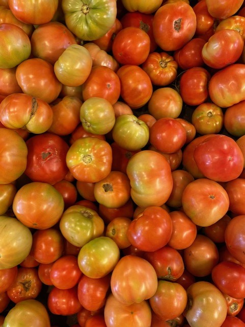 tomatoes field