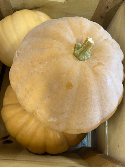 cheese pumpkins