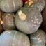 kabocha