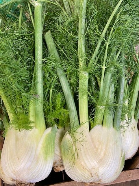 fennel