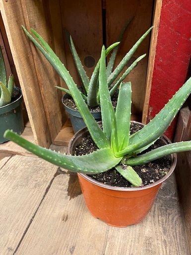 aloe plant