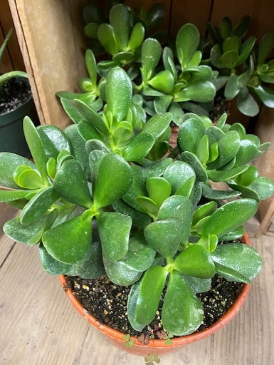 jade plant