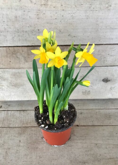 daffodils 4 inch