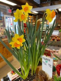 daffodils 6 inch