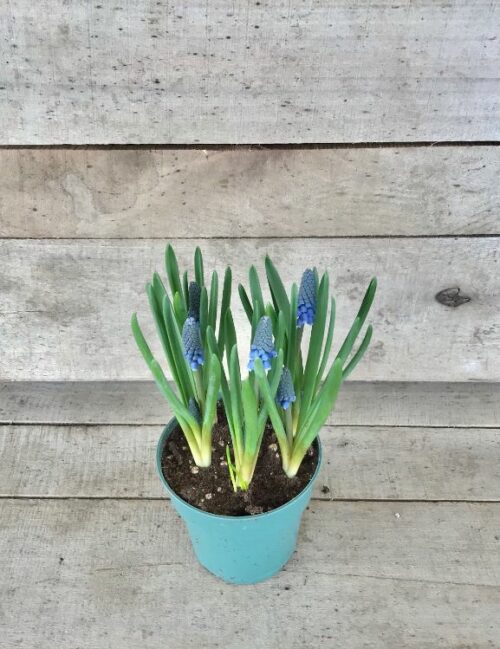 grape hyacinths