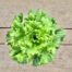 lettuce pot green leaf