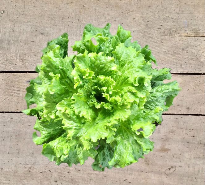 lettuce pot green leaf