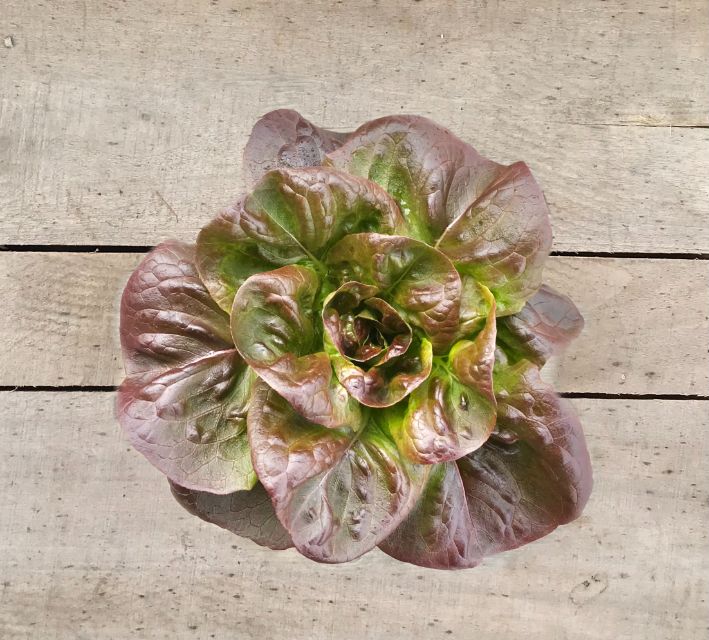 lettuce pot red boston