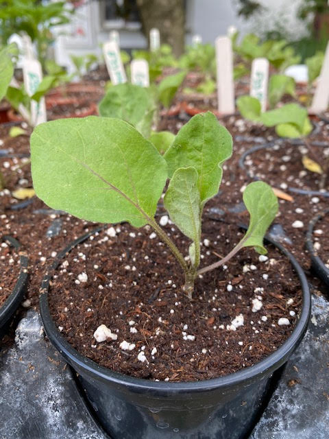 eggplant pot