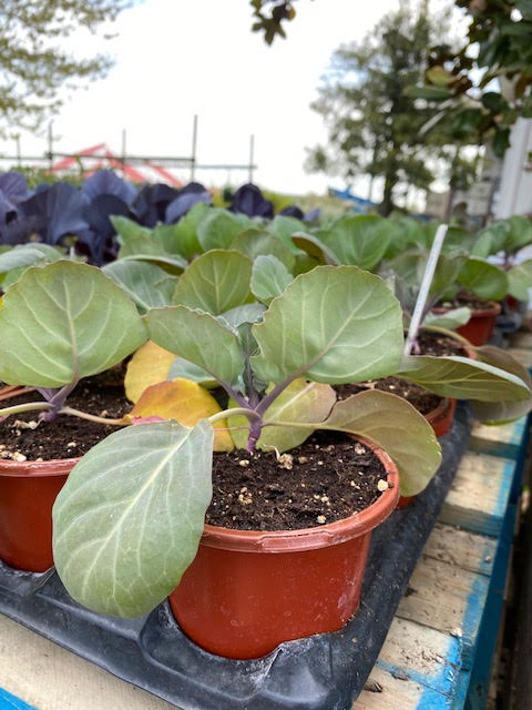 green cabbage pot