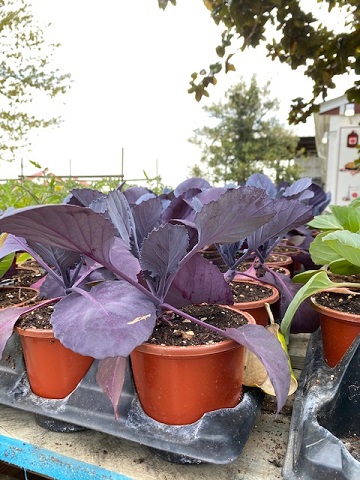 red cabbage pot