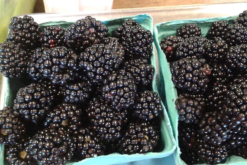 Blackberries