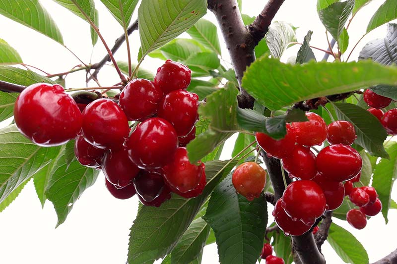Cherries Cherries