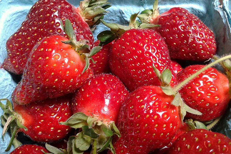 Strawberries