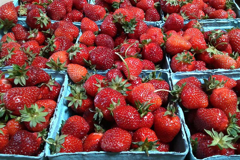 Strawberries Strawberries