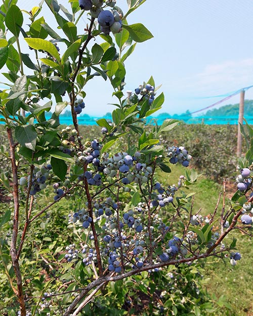 Blueberry Bash