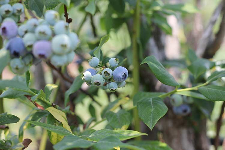 Blueberry Bash