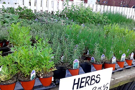 Farm Store Plants and Flowers