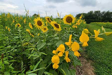 Sunflowers