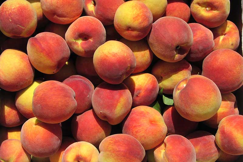 Pick Your Own Peaches