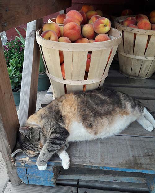 Kitty with Peaches
