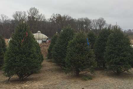 Christmas Trees