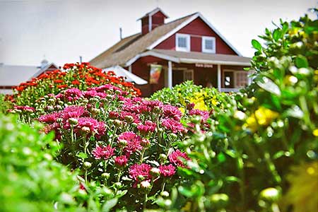 Fall Mums