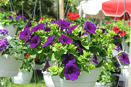 Purple Petunias Purple Petunias