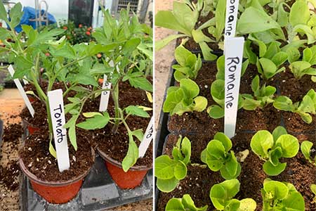 Organic Vegetable Plants Organic Vegetable Plants